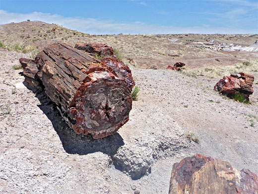 Logs on a mound