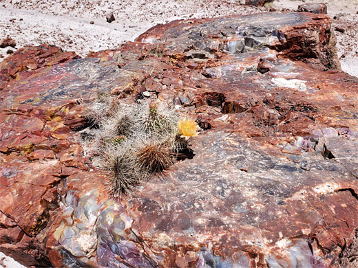 Plains prickly pear
