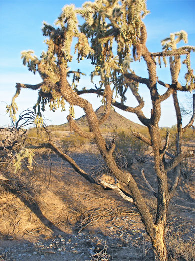 Jumping cholla