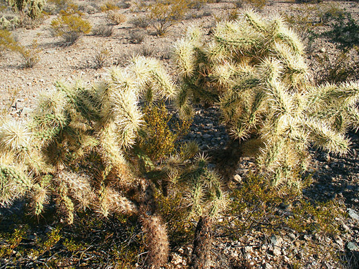 Jumping cholla, cylindropuntia fulgida