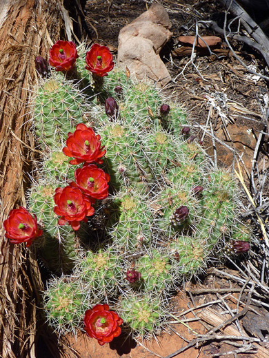 King cup cactus