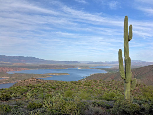 Lone saguaro