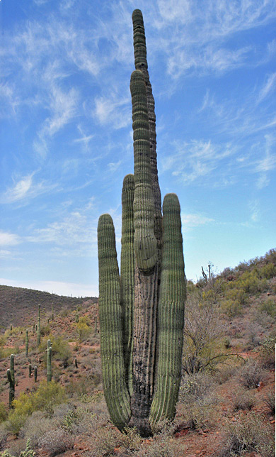 Tall saguaro