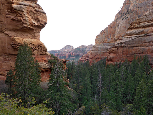 Above the trees