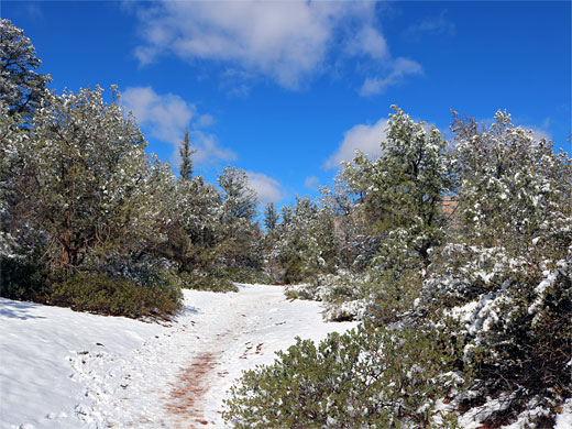 Snow on the trail