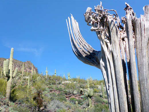 Live and dead saguaro