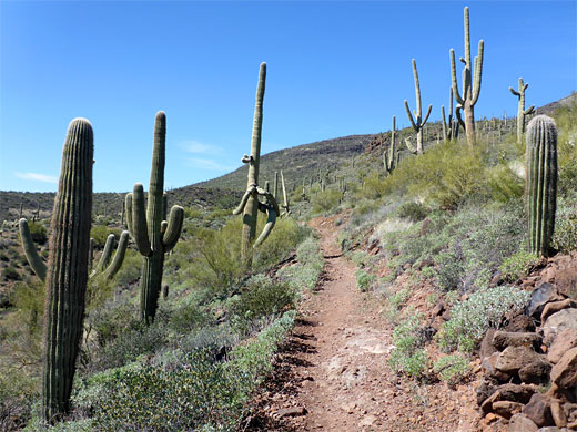 Maricopa Trail