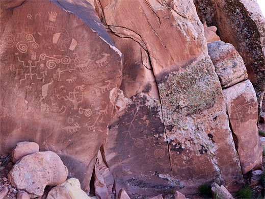 Animals and spirals