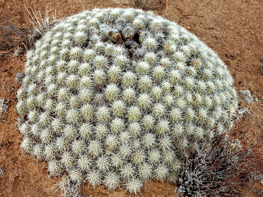 Large clump of echinocereus cacti, beside Meriwhitica Road