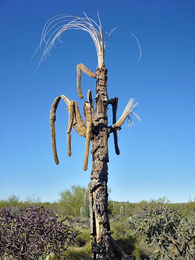 Dead saguaro