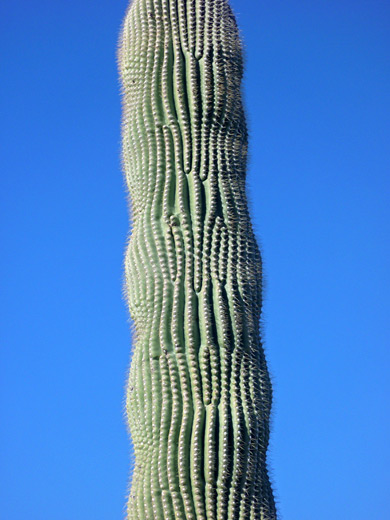 Saguaro trunk