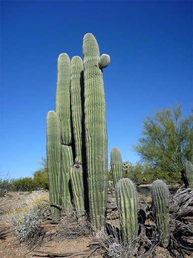 Cluster of saguaro