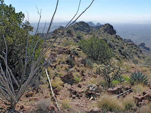 Varied plants near the summit