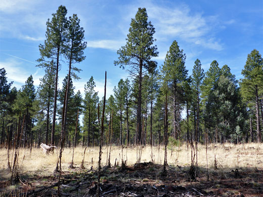 Mullein and pines