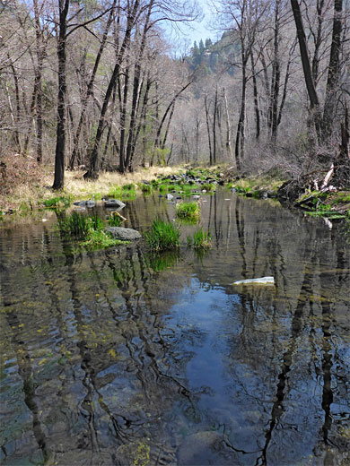 Grassy boulders in a shallow section of Oak Creek