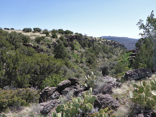 Opuntia cacti and basalt boulders