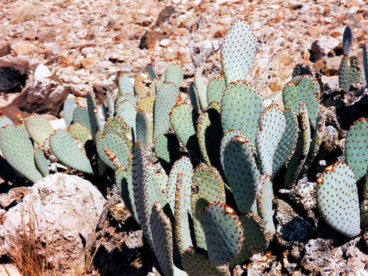 Opuntia cactus