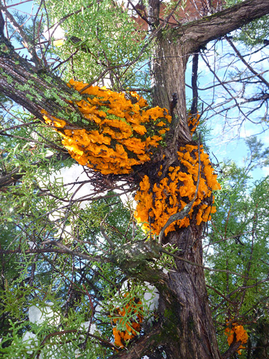 Orange jelly fungus growing on a juniper tree