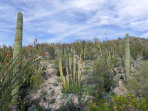 Organ pipe cacti