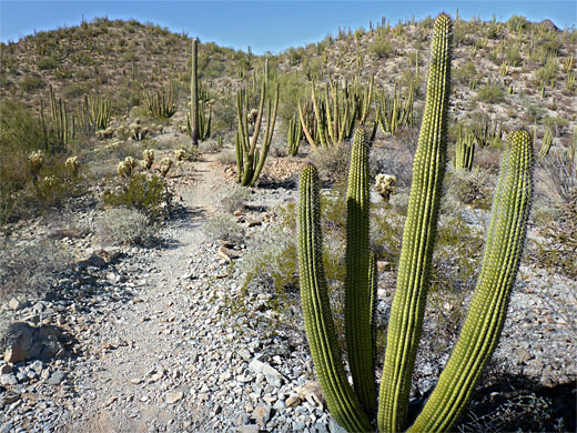 Many organ pipe cacti