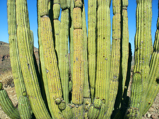 Cereus