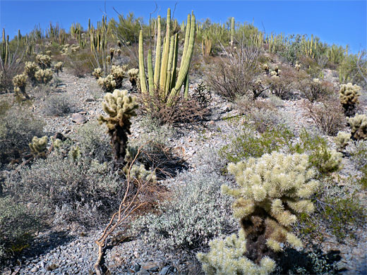 Organ pipes and cholla