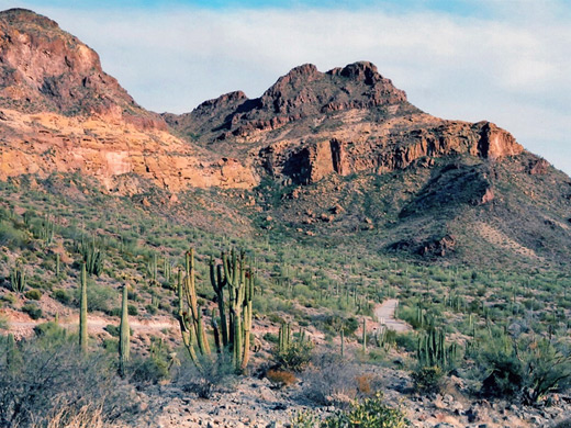 Cacti along the drive