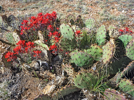 Opuntia and Indian paintbrush