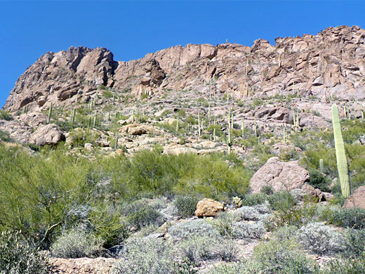 Palo verde