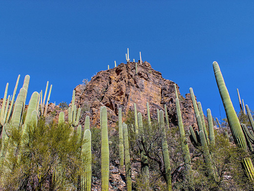 Saguaro and palo verde