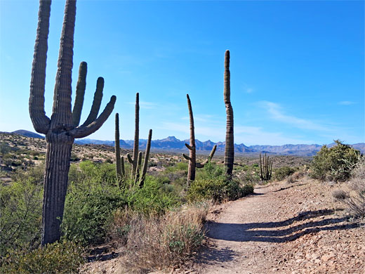 Saguaro by the trail