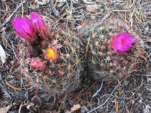 Common beehive cactus, escobaria vivipara