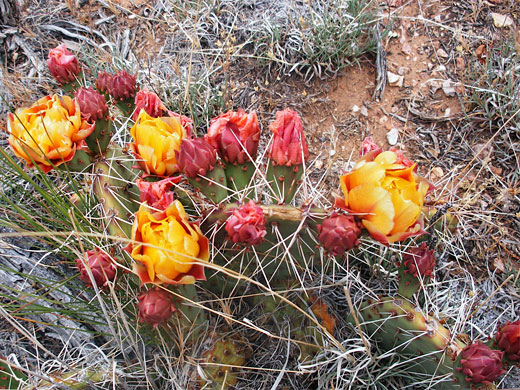 Flower buds