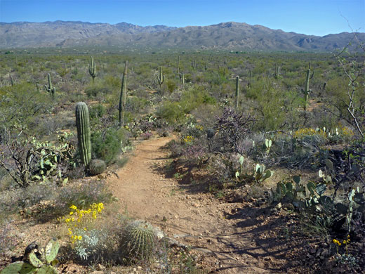 Pink Hill Trail