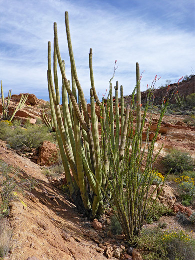 Organ pipe and ocotillo