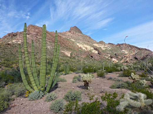 Organ Pipe Cactus National Monument