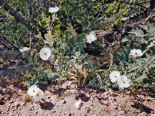 Prickly poppy