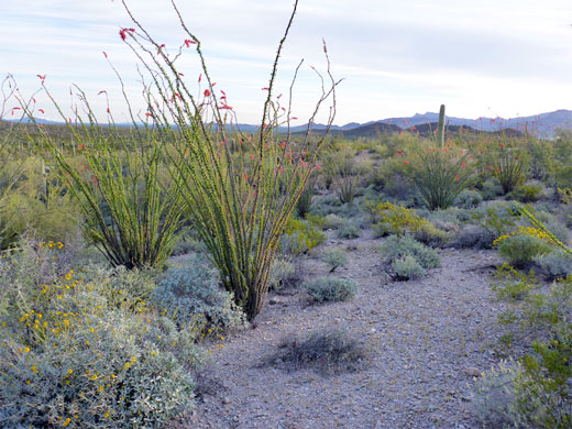Ocotillo in flower