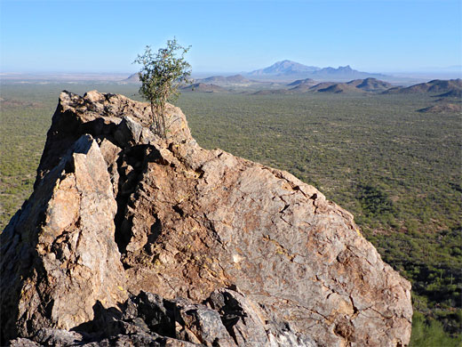 Bush on a rock