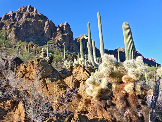 Teddy bear cholla
