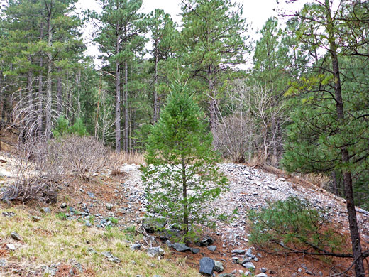 Old mine site