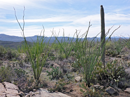 Ocotillo, saguaro and opuntia