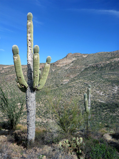 Two saguaro