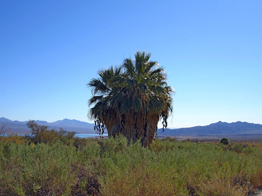 Lake Mead