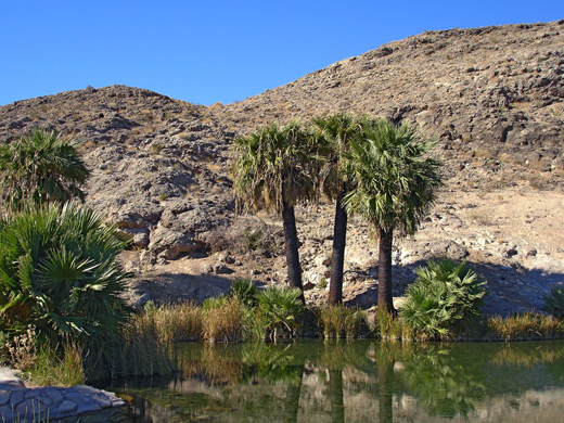 Palms below the Muddy Mountains