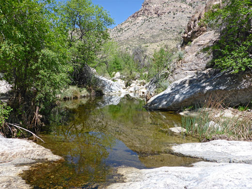 Trees beside a pool, Sabino Canyon