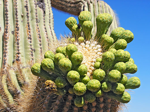Saguaro flower buds