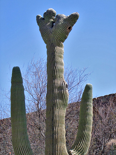 Cristate saguaro