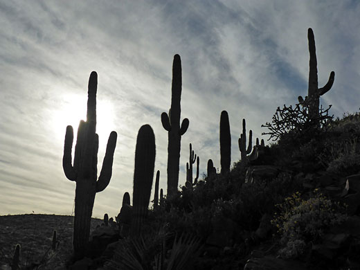 Saguaro and cholla silhouettes