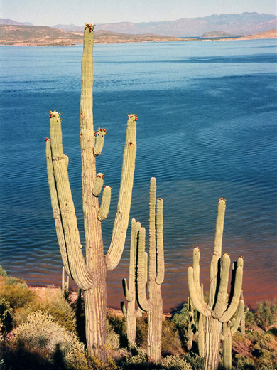 Saguaro above Roosevelt Lake